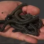 ENERGOBAITS ISZAP GILISZTA Web és Horgászbolt Express Levering