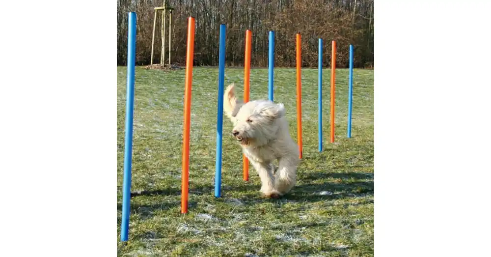 trixie 3206 Dog Activity játék Agility szlalom 12db 115x3cm Koopje